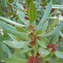 Myrica californica